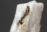 Native Gold Formation in Quartz - Morocco #213530-1